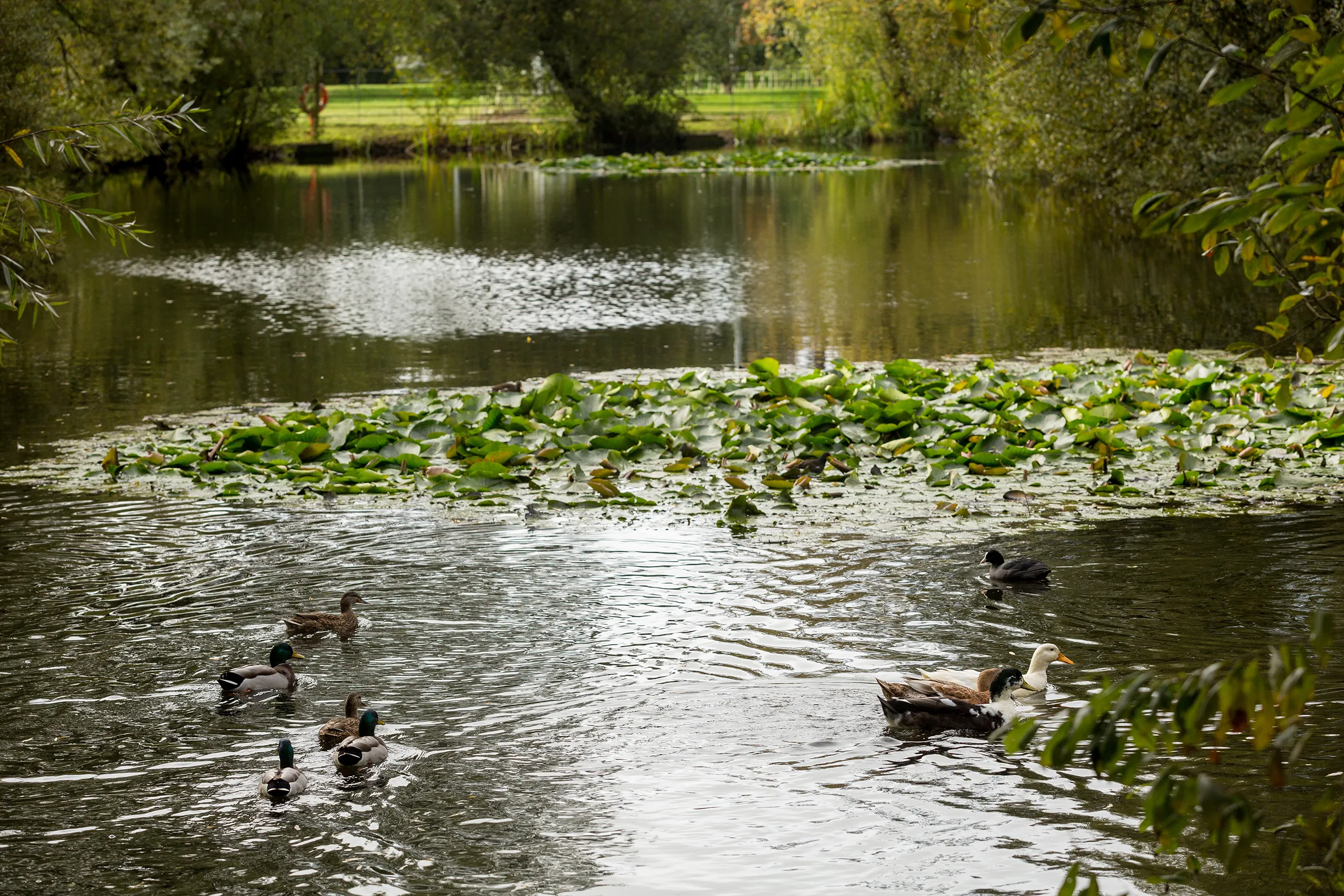 Chippenham pond environment
